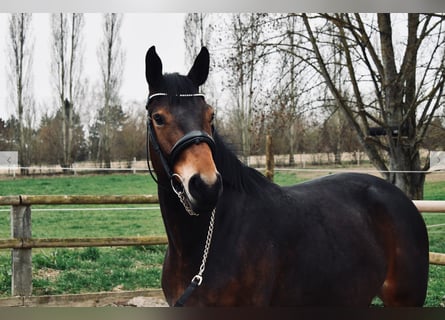 BWP (cheval de sang belge), Jument, 7 Ans, 161 cm, Bai brun foncé