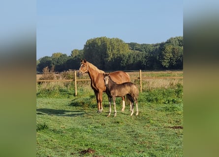 BWP (cheval de sang belge), Jument, Poulain (06/2023), 160 cm, Isabelle