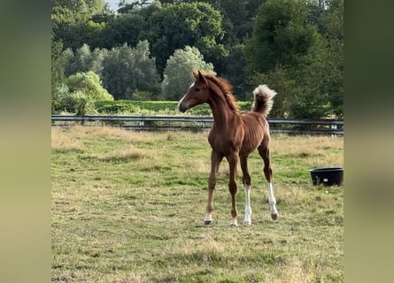 BWP (cheval de sang belge), Jument, Poulain (04/2023), 168 cm, Alezan