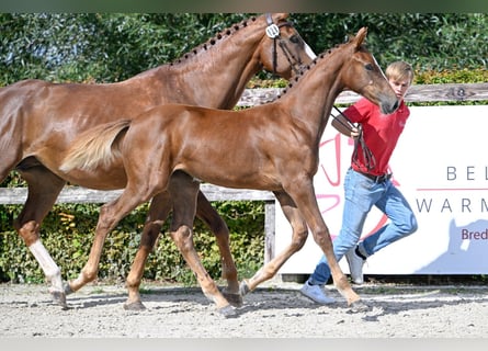 BWP (cheval de sang belge), Jument, Poulain (04/2023), Alezan brûlé