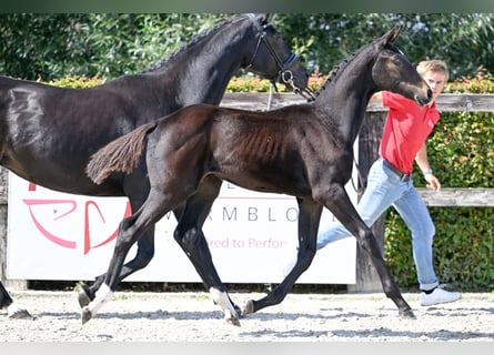 BWP (cheval de sang belge), Jument, Poulain (05/2023), Bai brun