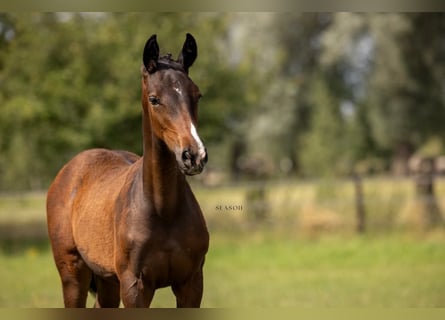 BWP (cheval de sang belge), Jument, Poulain (04/2024), Bai brun