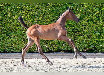 BWP (cheval de sang belge), Jument, Poulain (06/2024), Bai cerise