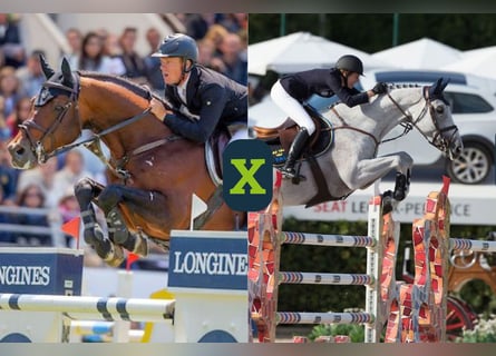 BWP (cheval de sang belge), Inconnu, Embryon
