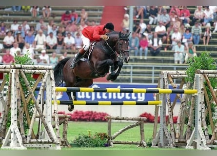 BWP (cheval de sang belge), Inconnu, Embryon