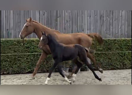 BWP (cheval de sang belge), Étalon, 1 Année, 168 cm, Bai