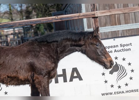 BWP (cheval de sang belge), Étalon, 1 Année