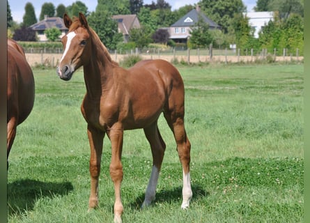 BWP (cheval de sang belge), Étalon, 1 Année
