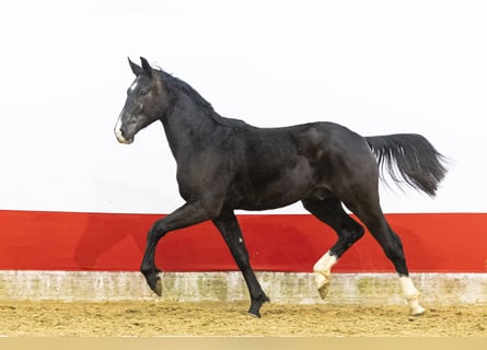 BWP (cheval de sang belge), Étalon, 2 Ans, 163 cm