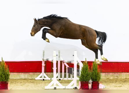 BWP (cheval de sang belge), Étalon, 2 Ans, 174 cm, Bai