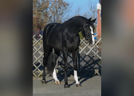 BWP (cheval de sang belge), Étalon, 3 Ans, 169 cm, Noir