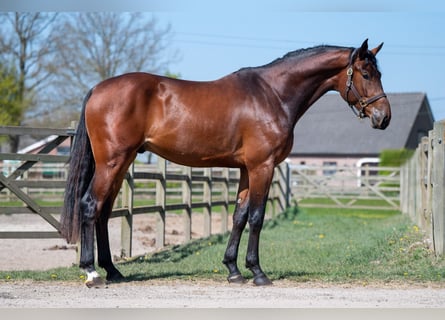 BWP (cheval de sang belge), Étalon, 3 Ans, Bai