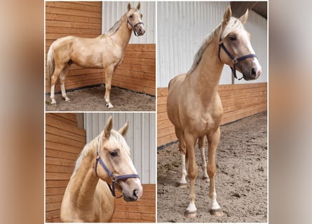 BWP (cheval de sang belge), Étalon, 3 Ans, Palomino