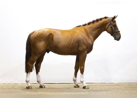 BWP (cheval de sang belge), Étalon, 4 Ans, 165 cm, Alezan
