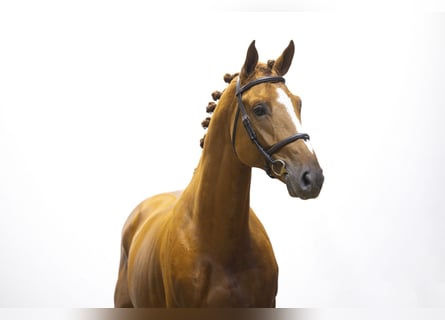 BWP (cheval de sang belge), Étalon, 4 Ans, 165 cm, Alezan BWP (cheval de sang belge), Étalon, 4 Ans, 165 cm, Alezan