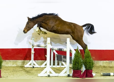 BWP (cheval de sang belge), Étalon, Poulain (05/2025), 155 cm, Bai