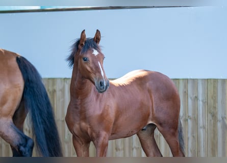 BWP (cheval de sang belge), Étalon, Poulain (03/2025), Bai