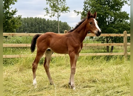 BWP (cheval de sang belge), Étalon, Poulain (04/2026)