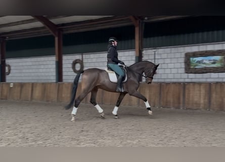 BWP (cheval de sang belge), Hongre, 10 Ans, 180 cm, Bai