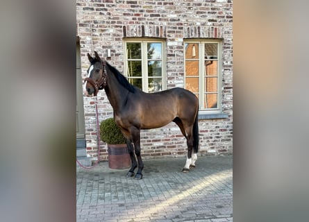 BWP (cheval de sang belge), Hongre, 12 Ans, 172 cm, Bai brun