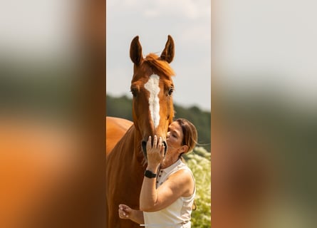 BWP (cheval de sang belge), Hongre, 12 Ans, 173 cm, Alezan