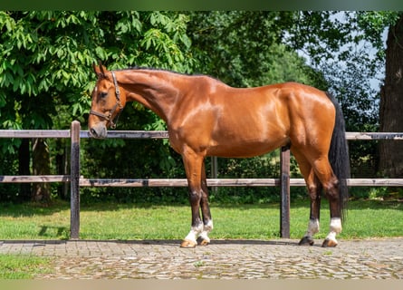 BWP (cheval de sang belge), Hongre, 12 Ans, 175 cm, Bai