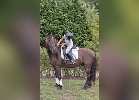BWP (cheval de sang belge) Croisé, Hongre, 21 Ans, 158 cm, Noir