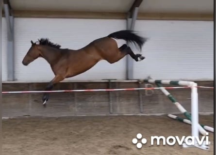 BWP (cheval de sang belge), Hongre, 3 Ans, 165 cm, Bai