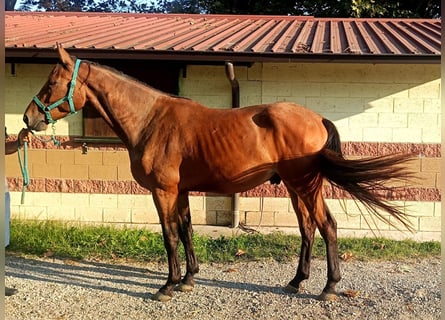 BWP (cheval de sang belge), Hongre, 3 Ans, 170 cm, Bai