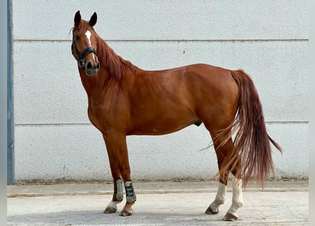BWP (cheval de sang belge), Hongre, 3 Ans, 171 cm, Alezan