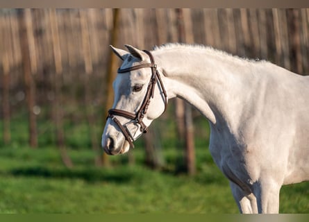 BWP (cheval de sang belge), Hongre, 4 Ans, 135 cm, Gris