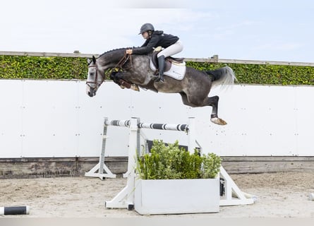 BWP (cheval de sang belge), Hongre, 4 Ans, 159 cm, Gris