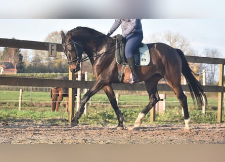 BWP (cheval de sang belge), Hongre, 4 Ans, 168 cm, Bai brun