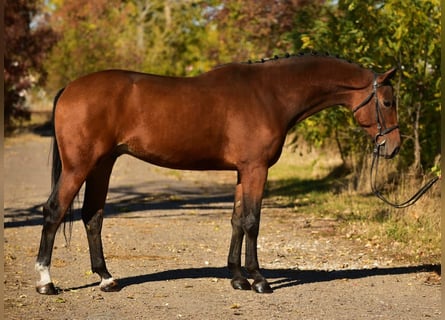 BWP (cheval de sang belge), Hongre, 4 Ans, 172 cm, Bai