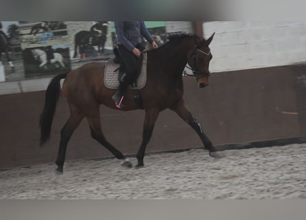 BWP (cheval de sang belge), Hongre, 4 Ans, 175 cm, Bai BWP (cheval de sang belge), Hongre, 4 Ans, 175 cm, Bai