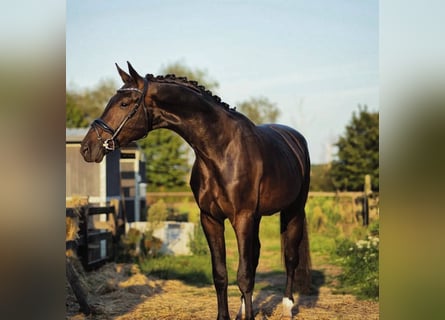 BWP (cheval de sang belge), Hongre, 4 Ans, 183 cm, Bai cerise
