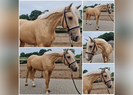 BWP (cheval de sang belge), Hongre, 4 Ans, Palomino