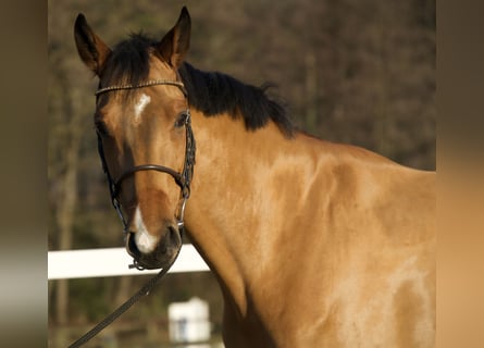 BWP (cheval de sang belge), Hongre, 5 Ans, 168 cm