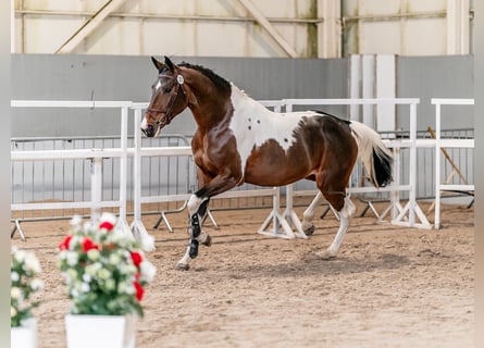 BWP (cheval de sang belge), Hongre, 5 Ans, 168 cm