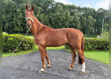 BWP (cheval de sang belge), Hongre, 5 Ans, 169 cm, Alezan brûlé