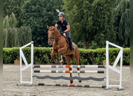 BWP (cheval de sang belge), Hongre, 5 Ans, 169 cm, Alezan brûlé