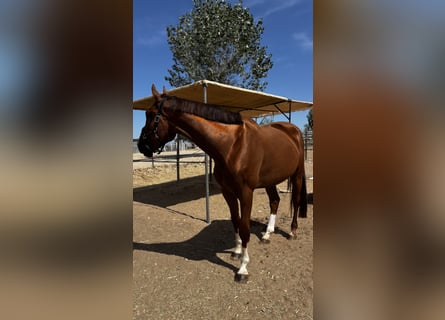BWP (cheval de sang belge), Hongre, 5 Ans, 170 cm, Bai brun