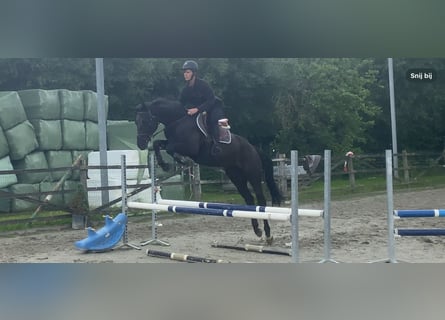 BWP (cheval de sang belge), Hongre, 5 Ans, 170 cm, Noir