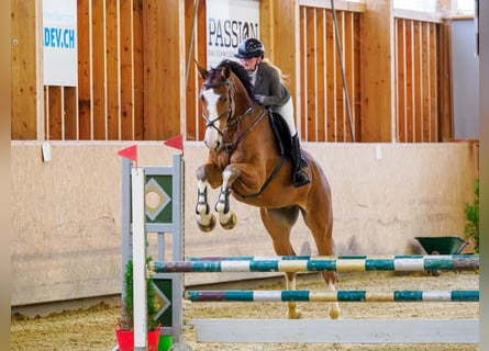 BWP (cheval de sang belge), Hongre, 6 Ans, 176 cm