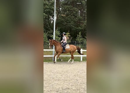 BWP (cheval de sang belge), Hongre, 9 Ans, 172 cm, Alezan
