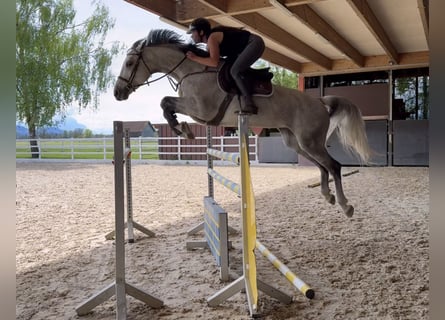 BWP (cheval de sang belge), Jument, 11 Ans, 168 cm, Gris