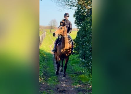 BWP (cheval de sang belge), Jument, 12 Ans, 175 cm, Bai