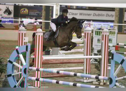 BWP (cheval de sang belge), Jument, 13 Ans, 165 cm, Bai