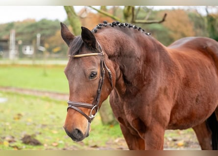 BWP (cheval de sang belge), Jument, 15 Ans, 147 cm, Bai