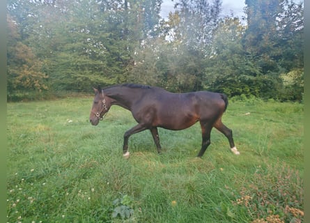BWP (cheval de sang belge), Jument, 16 Ans, 168 cm, Bai